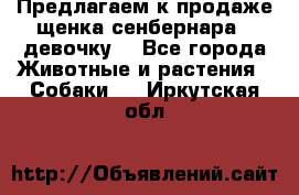 Предлагаем к продаже щенка сенбернара - девочку. - Все города Животные и растения » Собаки   . Иркутская обл.